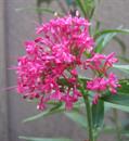 Centranthus Ruber